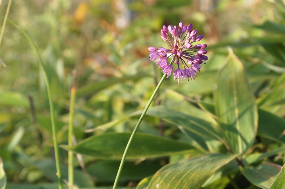 ピンクがかった紫色をしているお花が開き始めたヤマラッキョウ
