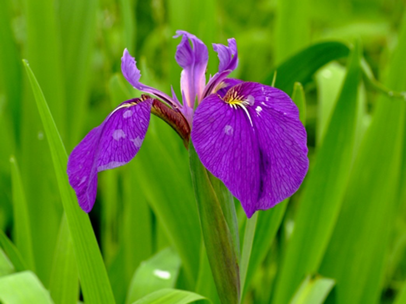 キリガミネヒオウギアヤメ。紫色の花で丸く垂れ下がった花びらの中央に黄色が少し入る。