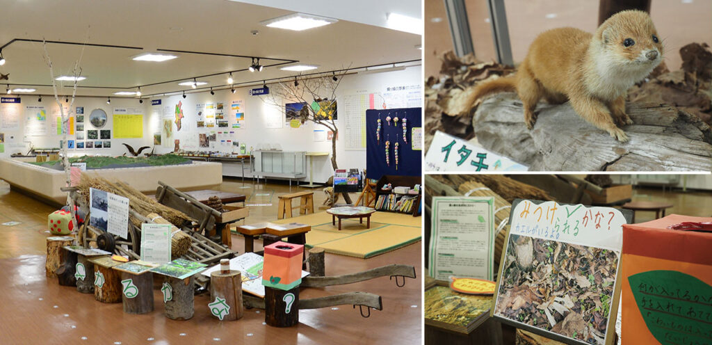 展示室の様子。イタチの剥製やクイズ形式の展示物。