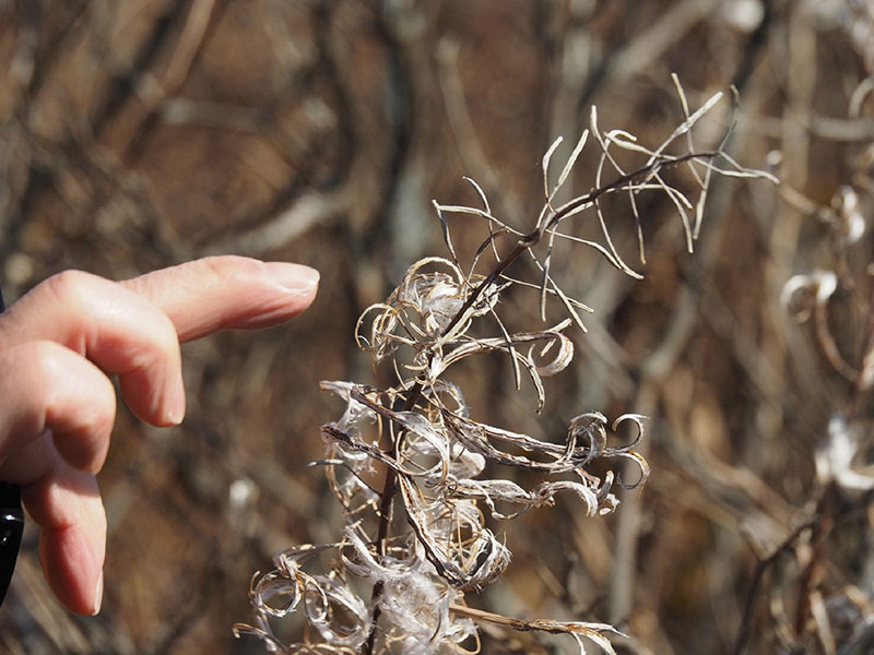 植物の綿毛の様子