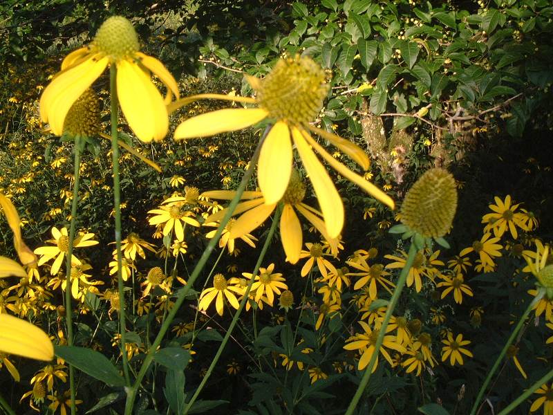 花びらが大きい黄色い花