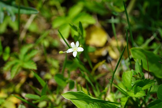 白い小さな花