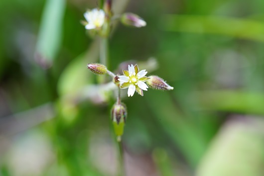 白い小さな花