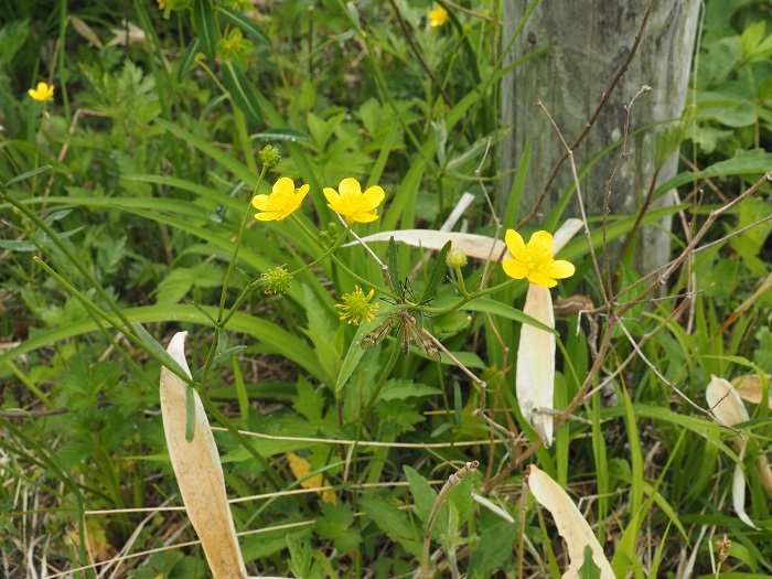 茎の先に黄色い花