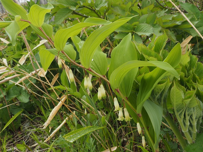 園地に咲く花々の画像