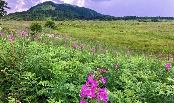 濃いピンク色の花の群生