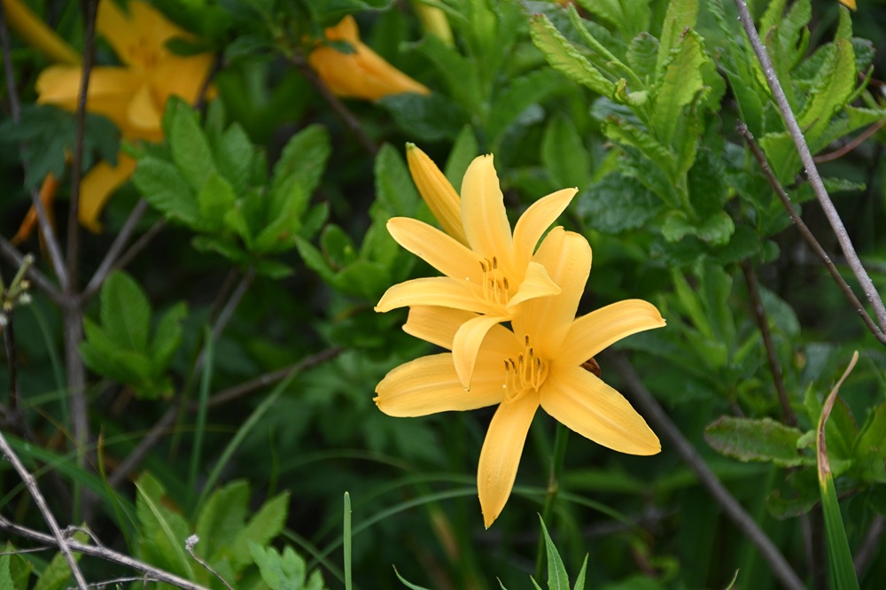 細長い花びらの橙色の花