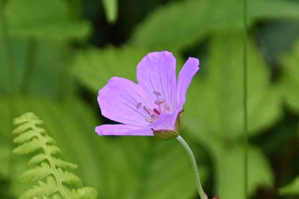 ピンク色の花