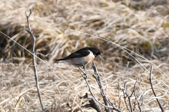 枝の上に停まる黒色と白色の鳥