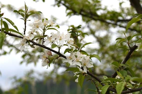 木の枝に咲いている白い花