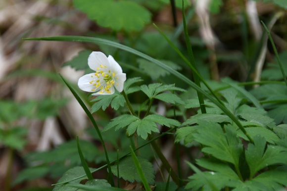 白く黄色い蕊の花