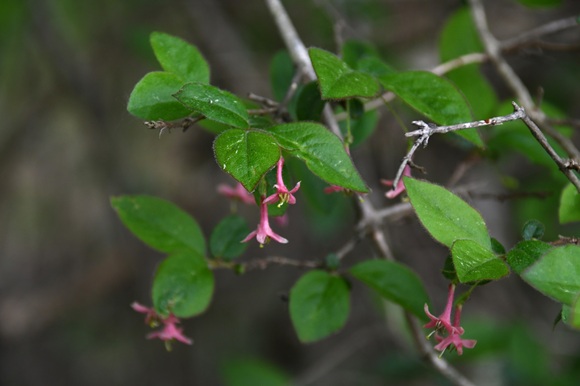 下向きのピンク色の花