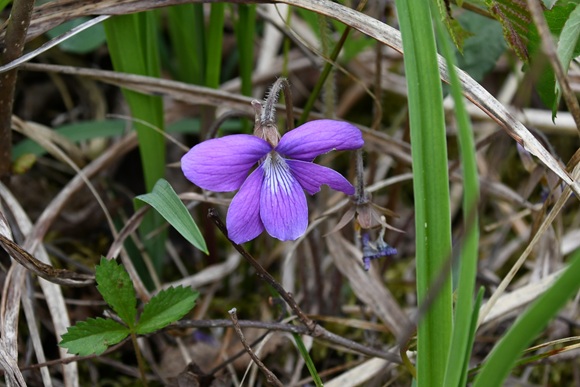 紫色の横に広がった花びらの花