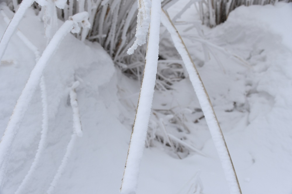 茎の右側に板状の雪が付着している