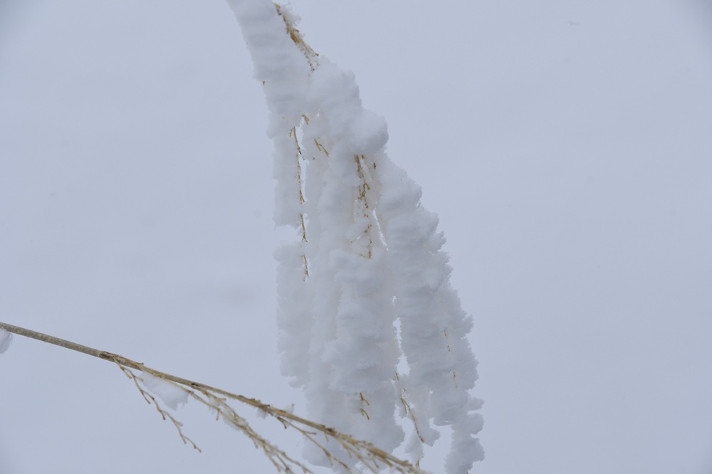 白い塊がついた植物