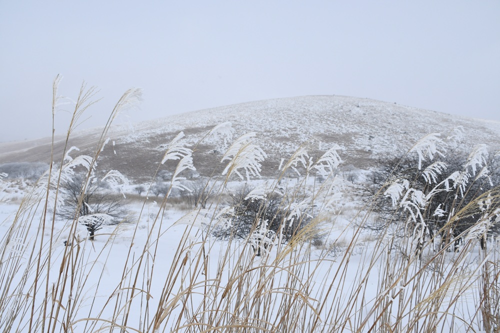 茶色い茎と雪がついた穂先が白いススキの群生