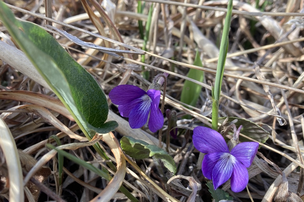 青紫色のリボンのような形の花
