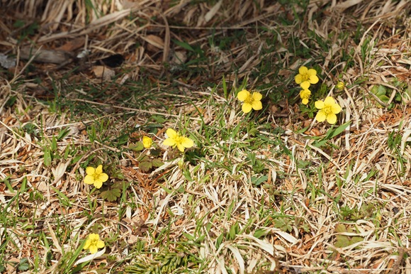 地面に生えている黄色い花