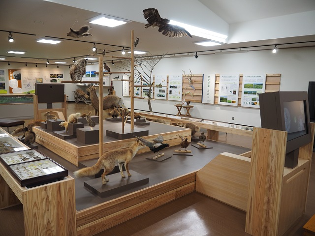 はく製しま展示