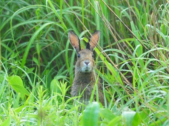 草むらにいるノウサギ