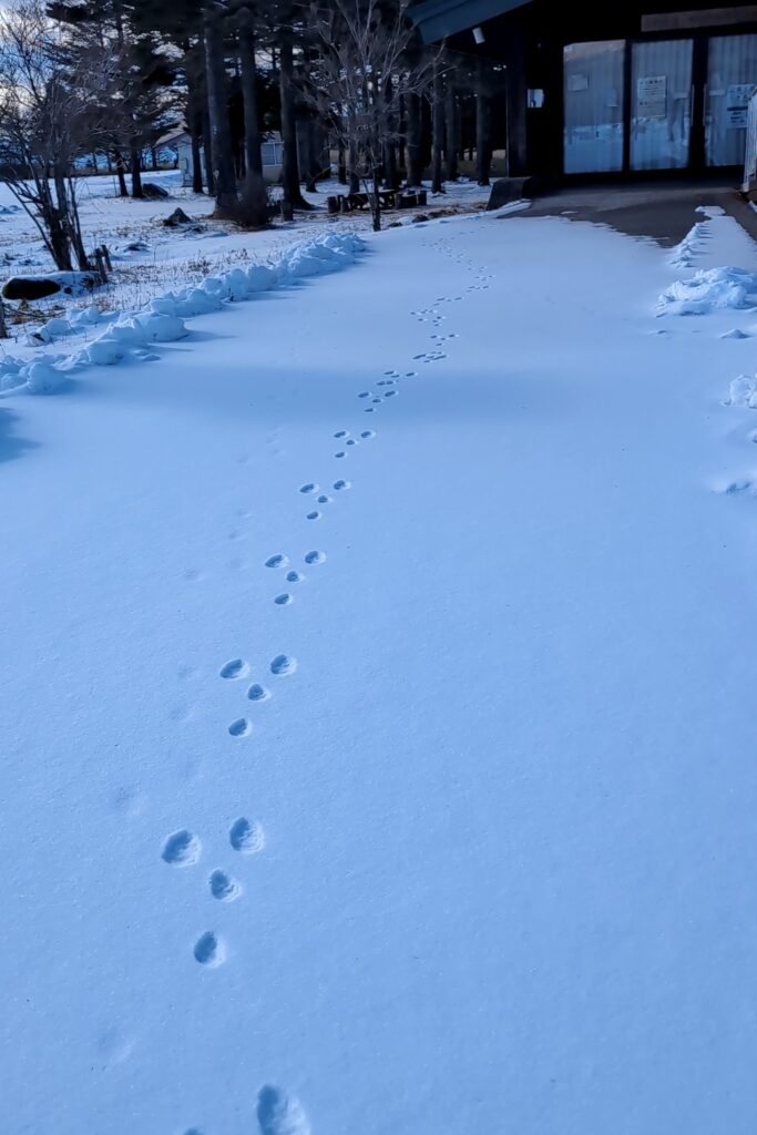 自然保護センターへの来客