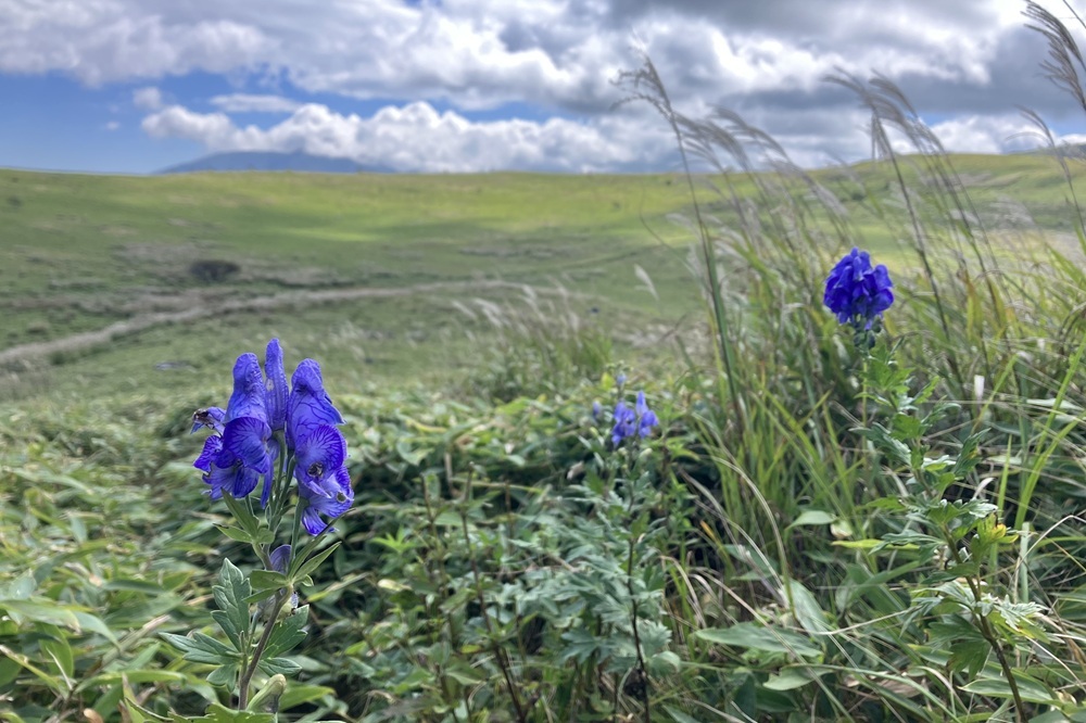 初秋を告げる花々の画像