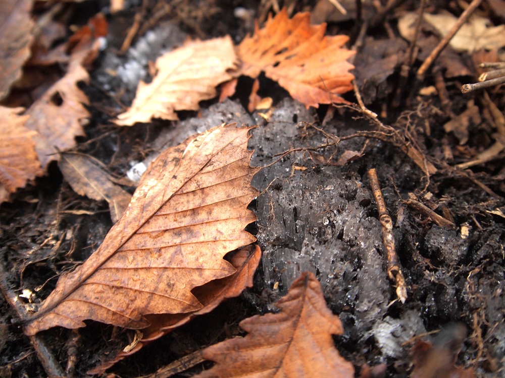 落ち葉と霜柱