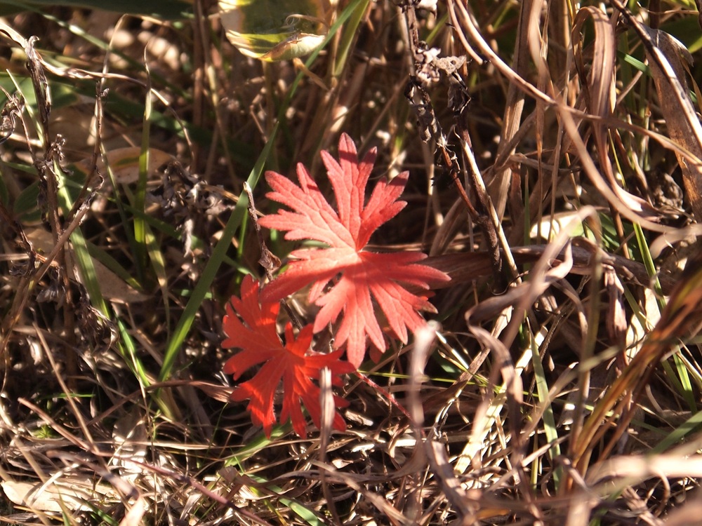 枯れた草むらの中で色が映える草紅葉