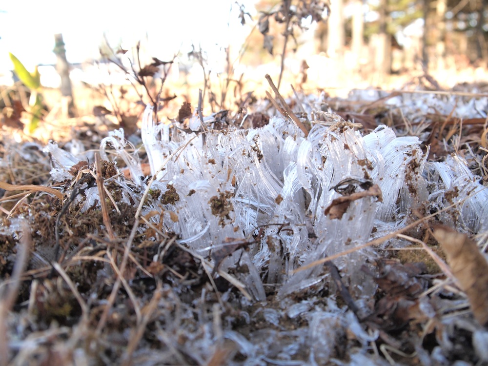 初冬の様子ー園地から車山肩を散策ーの画像