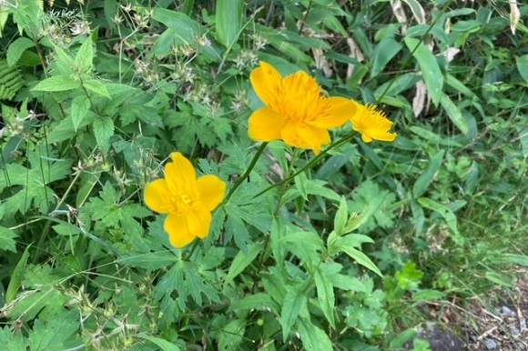 まっ黄色の花