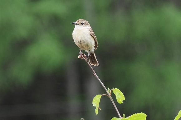 枝の先に泊まるベージュ色の小鳥