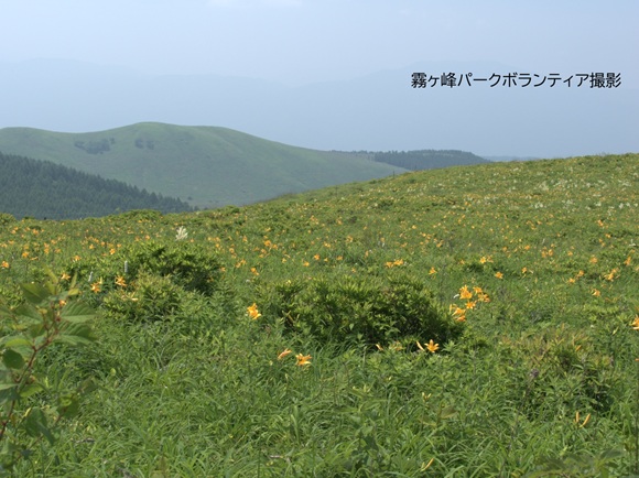 ニッコウキスゲ開花状況【2025年７月６日】・霧ヶ峰パークボランティアの活動の画像