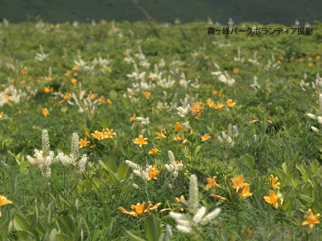 黄色い花と白く細長い花