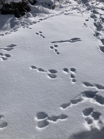 八島・車山積雪状況とウサギの大跳躍の画像