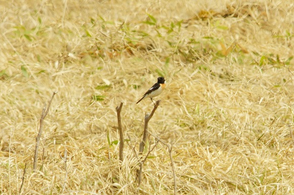 草にとまるノビタキ