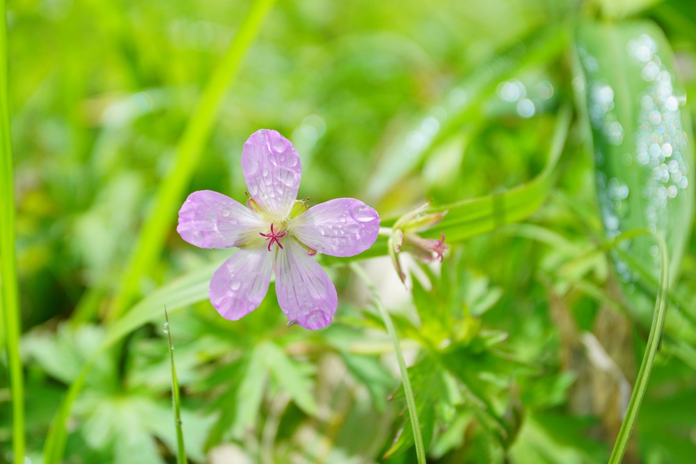 ピンク色の花びらが丸い花
