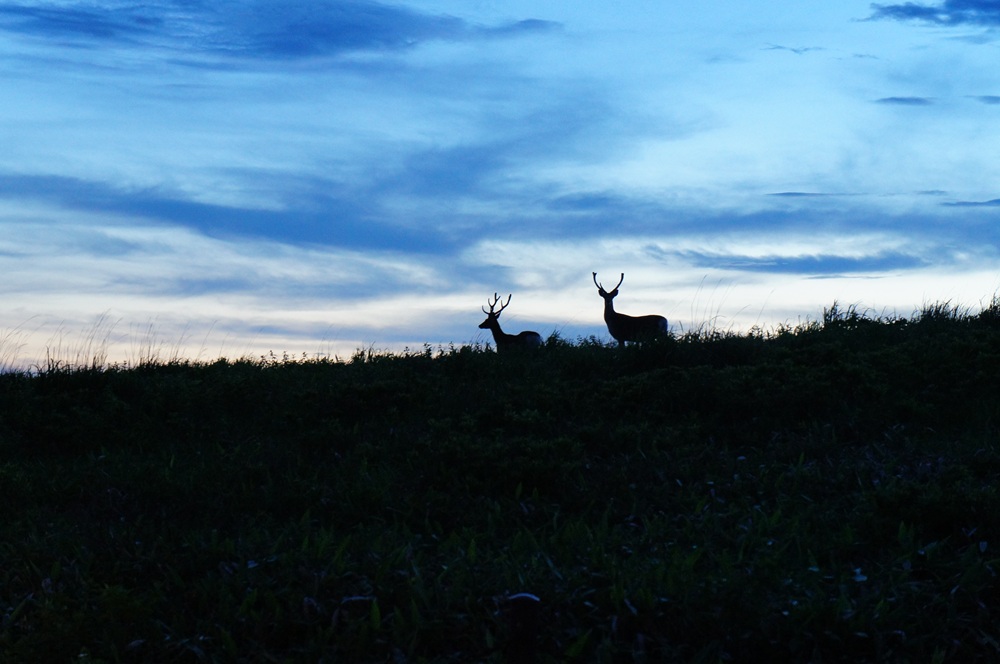 夕方草原にいるオスジカのシルエット
