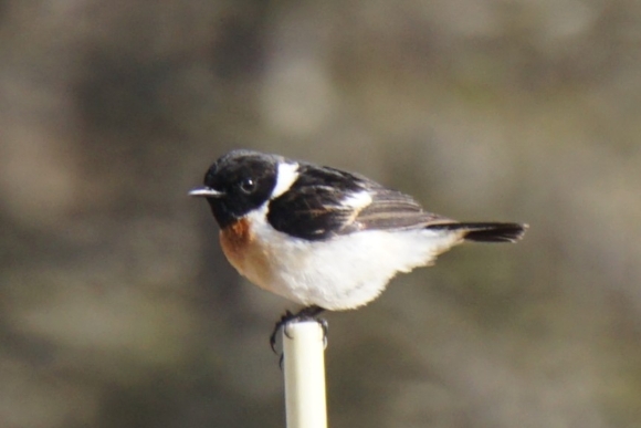 春を感じる鳥たちとの出会いの画像