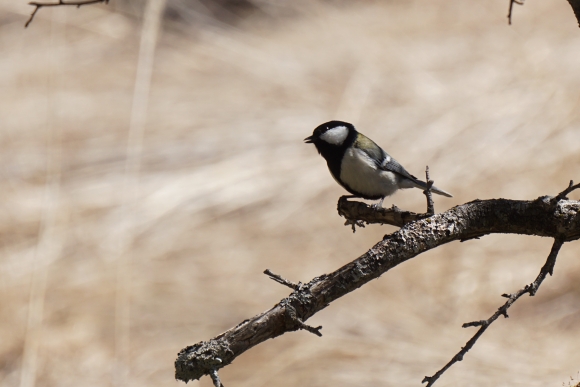 白いおなかに黒いネクタイをしているような模様が特徴のシジュウカラという鳥が枝にとまっている