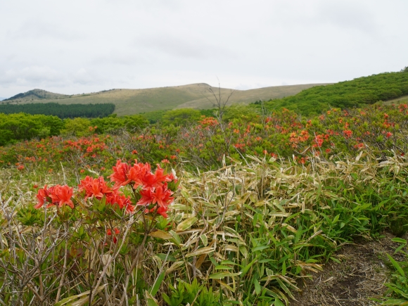 レンゲツツジがたくさんさく登山道