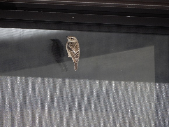 窓に張り付く小鳥