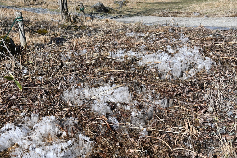 地面の一部が霜柱で白い