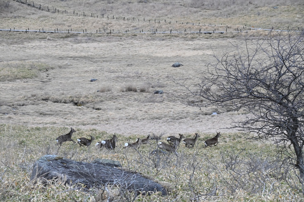 シカの群れが走る様子