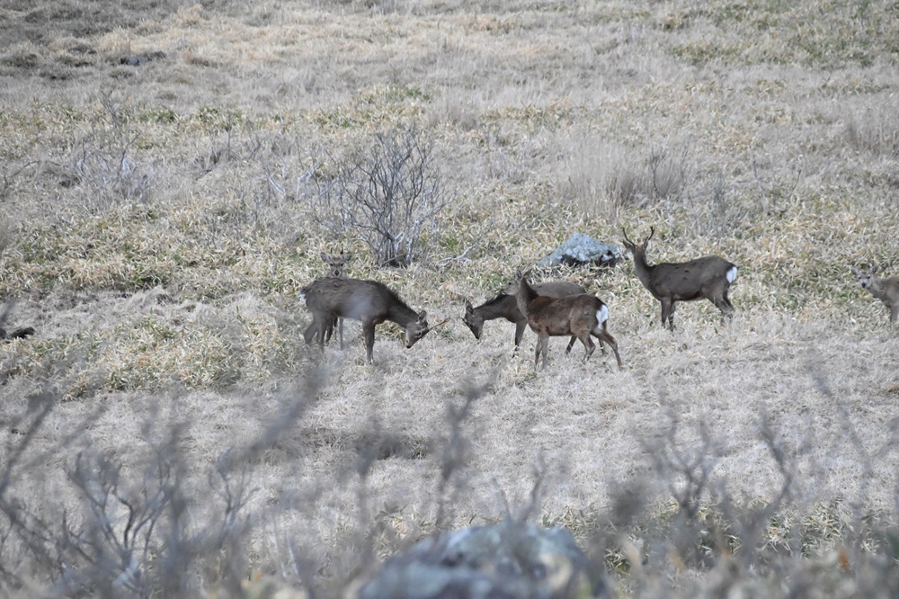 角のついたオス同士が向き合っている