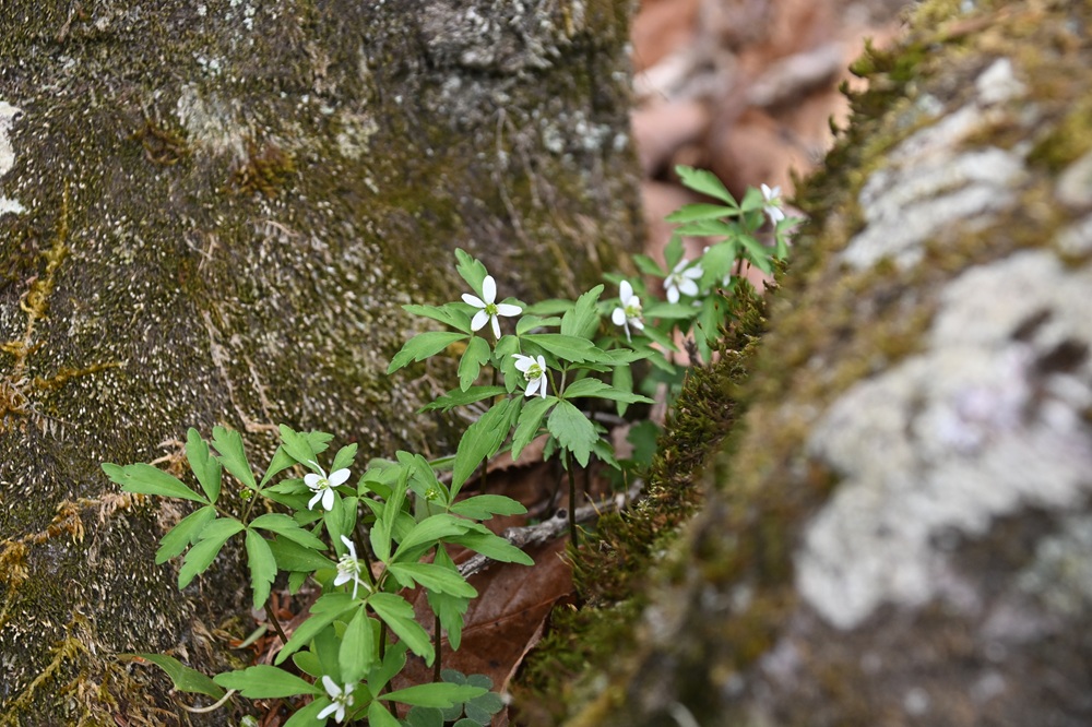 霧ヶ峰の春はゆっくりと…の画像