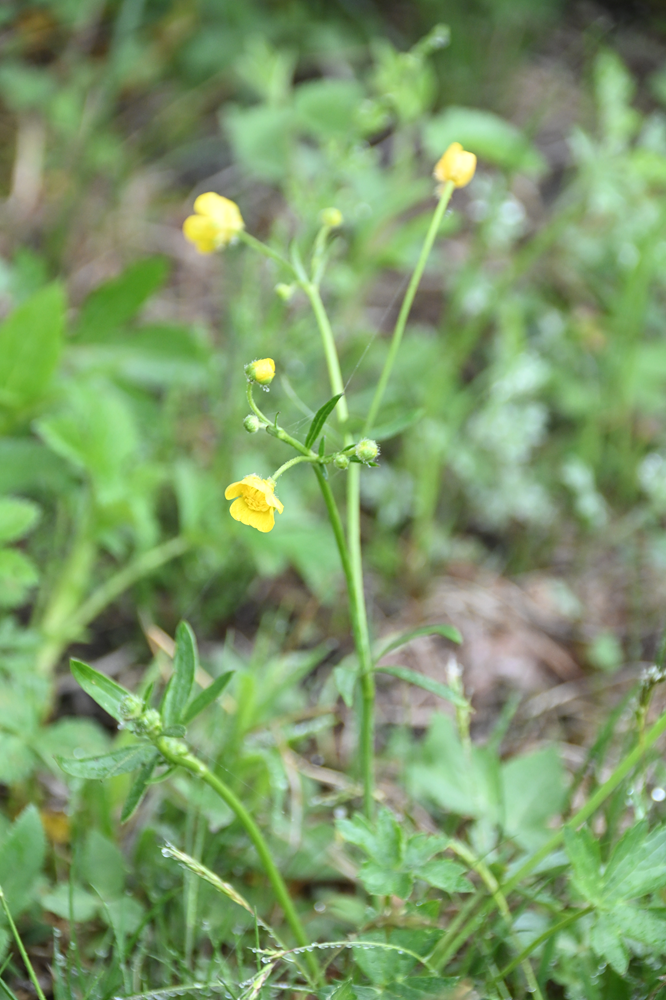 茎が細長く黄色い花