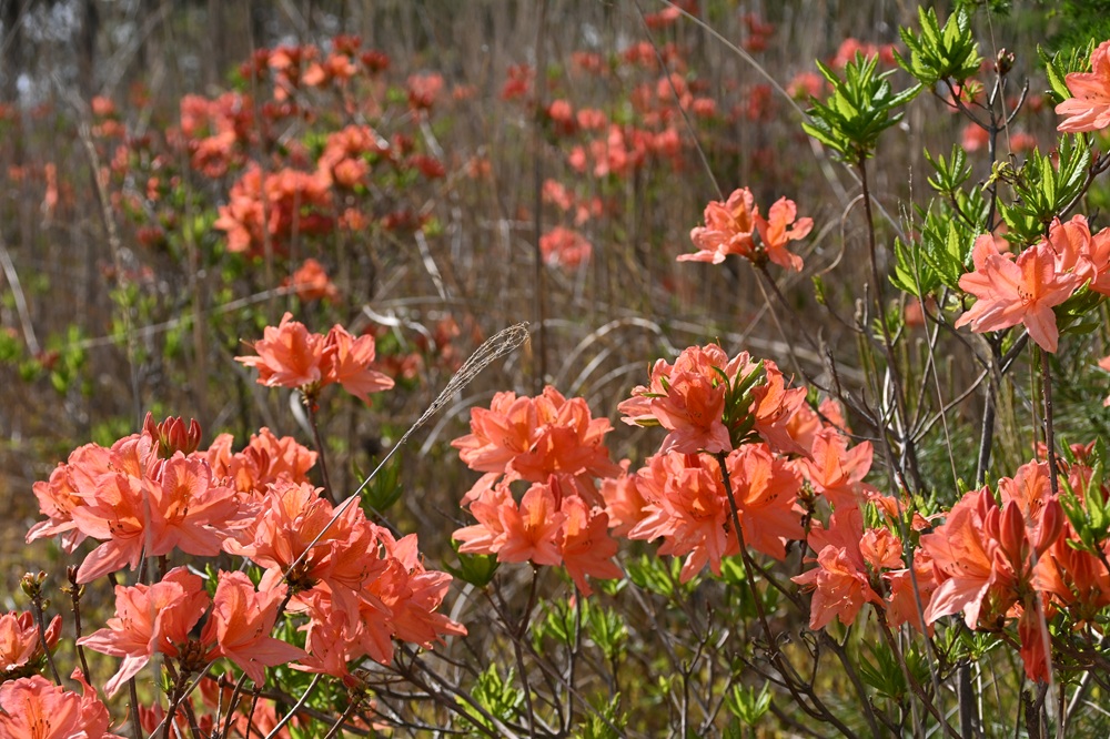 朱色の花が咲いている様子