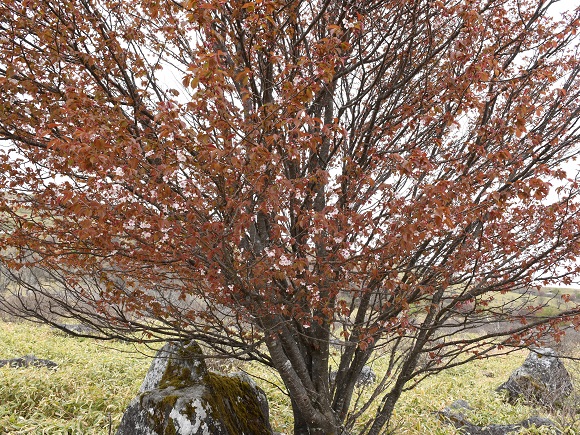 桜の木