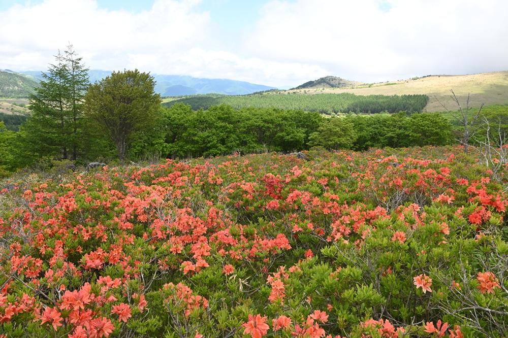 レンゲツツジ開花状況【2026年６月11日】の画像
