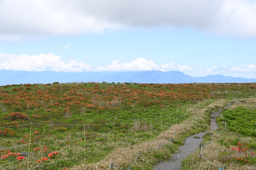 広々とした場所にレンゲツツジの群生の様子